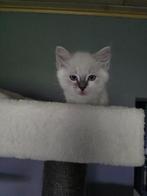 ragdoll, Meerdere dieren, Gechipt, 0 tot 2 jaar