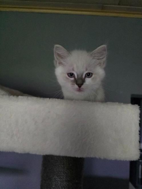 ragdoll, Dieren en Toebehoren, Katten en Kittens | Raskatten | Langhaar, Meerdere dieren, 0 tot 2 jaar, Gechipt, Ontwormd, Ingeënt