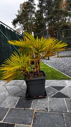 Dubbele palmboom, Tuin en Terras, Ophalen