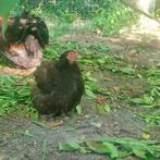 Cochin, Meerdere dieren, Kip