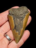 Zeer grote isurus hastalis uit hoevenen 7,55 cm 2,975", Ophalen of Verzenden, Fossiel