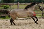 AQHA  van 2024    hengstje in de prachtige kleur grullo roan, Dieren en Toebehoren, Paarden, Minder dan 160 cm, Gechipt, 0 tot 2 jaar