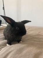 Petite belier naine en adoption, Ophalen of Verzenden