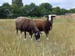Zwartbles ram lam, Dieren en Toebehoren, Mannelijk, Schaap, 0 tot 2 jaar