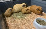 Cavia’s te koop (vrouwtjes), Dieren en Toebehoren, Knaagdieren, Cavia, Vrouwelijk, Januari, Tam