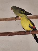 Koppel Bergparkieten, Dieren en Toebehoren, Meerdere dieren, Parkiet, Geringd