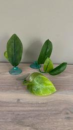 Plastieken aquariumplantjes met zuignap, Dieren en Toebehoren, Vissen | Aquaria en Toebehoren, Ophalen of Verzenden