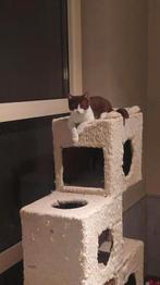 BRITSE KORTHAAR KITTENS MET STAMBOOM, Poes, Gechipt, 0 tot 2 jaar