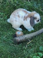 Nieuwe thuis gezocht voor 2 hangoortjes, Dieren en Toebehoren