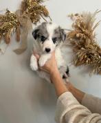 Border collie pups (vele kleuren), België, CDV (hondenziekte), 8 tot 15 weken, Collie