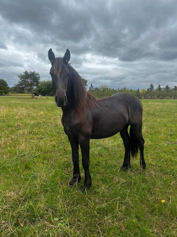 Friese jaarling hengst, Dieren en Toebehoren, Paarden, Hengst, 0 tot 2 jaar, Met stamboom, Gechipt, Ontwormd, Ingeënt
