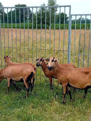 Zeer mooie kameroen schapen beschikbaar voor biedingen