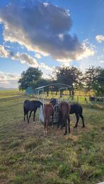 Opfok aangeboden, Dieren en Toebehoren, Stalling en Weidegang, Opfok, 2 of 3 paarden of pony's