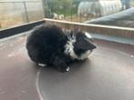 Minilop rammetje, Dieren en Toebehoren, Vermiste en Gevonden Dieren