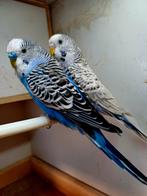 Koppel texas clearbody grasparkieten, Dieren en Toebehoren