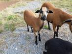Kameroen schaap bok bruin, Dieren en Toebehoren, Mannelijk, Schaap, 0 tot 2 jaar