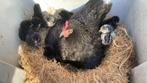 Kip met 10 kuikens, Dieren en Toebehoren, Ophalen