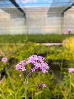 Verbena bonariensis, Vaste Plant, Tuin en Terras, Ophalen, Vaste plant