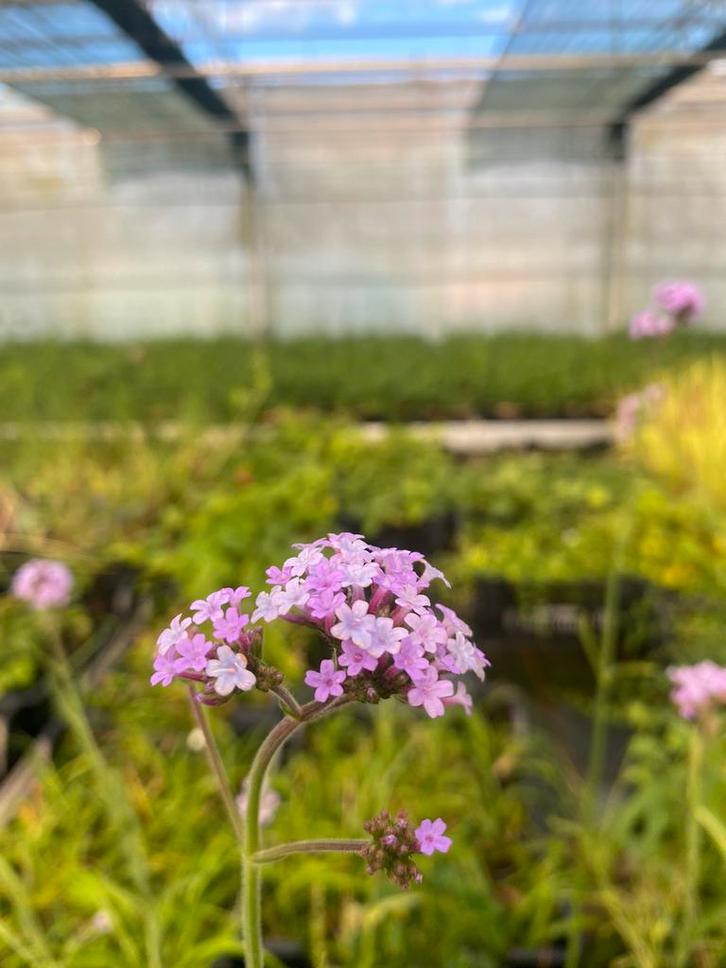 Verbena bonariensis, Vaste Plant, Tuin en Terras, Planten | Tuinplanten, Vaste plant, Ophalen