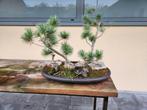 Pre Bonsai te koop, Tuin en Terras, Ophalen