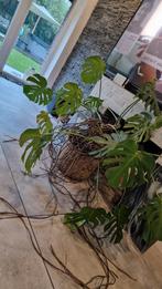 Monstera, Enlèvement