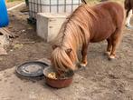 Shetland hengst, Dieren en Toebehoren, Gechipt, Hengst, A pony (tot 1.17m), Onbeleerd