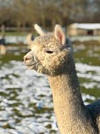 Jonge alpaca merrie, Dieren en Toebehoren