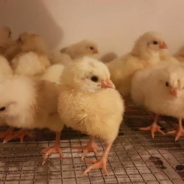 Poules de Bresse, poussins, Sexe inconnu, Poule ou poulet