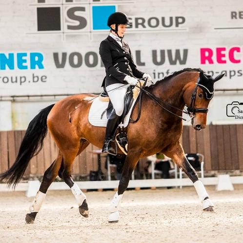 Mooie dressuurmerrie met gouden karakter, Animaux & Accessoires, Chevaux, Jument, Z, 165 à 170 cm, 11 ans ou plus, Cheval de dressage