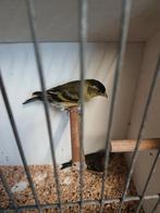 Baardsijs, Dieren en Toebehoren, Vrouwelijk, Tropenvogel, Geringd