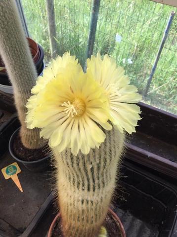 Bloeiende cactus beschikbaar voor biedingen