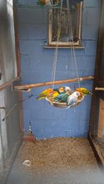 Agapornis fischeri, Dieren en Toebehoren, Geslacht onbekend, Dwergpapegaai of Agapornis, Geringd