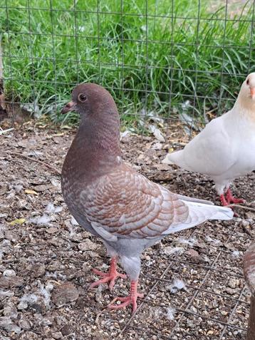 Koppel sierduiven, Dieren en Toebehoren
