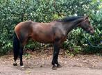 Super braaf springpaard, Dieren en Toebehoren, Paarden, Merrie, Springpaard, 11 jaar of ouder