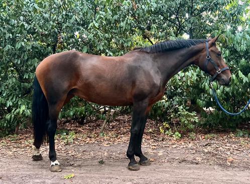 Super braaf springpaard, Dieren en Toebehoren, Paarden, Merrie, 11 jaar of ouder, Springpaard