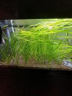 Vallisneria te koop (€1 per stuk), Ophalen, Nieuw, Plant(en), Steen of Hout
