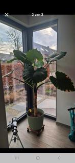 Olifantsoor: grote plant die dit jaar al 4 bloemen gaf., Huis en Inrichting, Kamerplanten, Ophalen