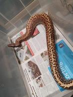 Batik t+ het albino male  2021, Dieren en Toebehoren