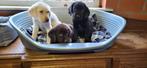 Labrador pups, Dieren en Toebehoren, Honden | Retrievers, Spaniëls en Waterhonden, België, CDV (hondenziekte), 8 tot 15 weken