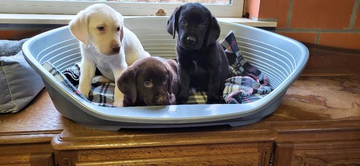 Labrador pups, Dieren en Toebehoren, Honden | Retrievers, Spaniëls en Waterhonden, Meerdere dieren, Labrador retriever, Fokker | Professioneel