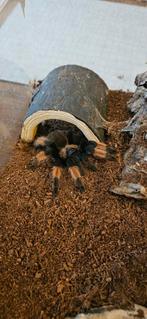 Brachypelma emilia, Dieren en Toebehoren, Reptielen en Amfibieën