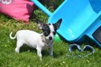 Chihuahua pups prachtige keuze, Dieren en Toebehoren, Particulier, 8 tot 15 weken, Buitenland, CDV (hondenziekte)