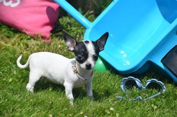 Chihuahua pups prachtige keuze beschikbaar voor biedingen