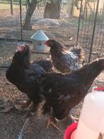 3 jonge brahma hanen te koop, Dieren en Toebehoren, Pluimvee