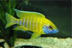 Aulonocara Beanchi Benga - Malawi Cichliden, Vis, Zoetwatervis, Schoolvis