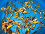 Japanse koi ( 1 jarig ), Karper of Koi