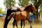 Hengstenveulen grote D-pony, Dieren en Toebehoren, Paarden, Springpaard, Minder dan 160 cm, Gechipt, 0 tot 2 jaar