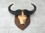 Buffel - kafferbuffel schedel met hoorns Buffel - kafferbuf, Verzamelen, Dierenverzamelingen, Ophalen, Gebruikt, Wild dier, Gewei of Kop