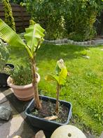 Banaan bomen, Jardin & Terrasse, Plantes | Arbustes & Haies, Enlèvement ou Envoi