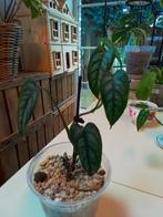 Philodendron siltepecana 1, Huis en Inrichting, Kamerplanten, Ophalen of Verzenden